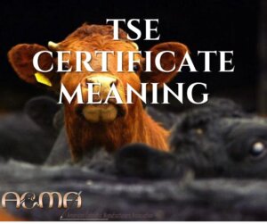 tse certificate meaning